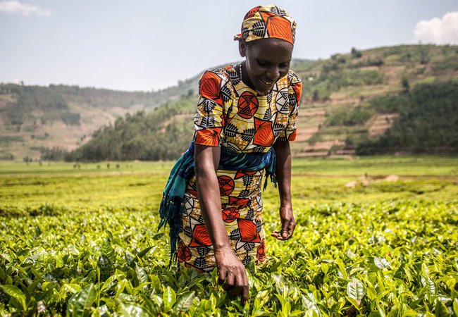 Virginie Mukagatare in her tea plantation in Rwanda.