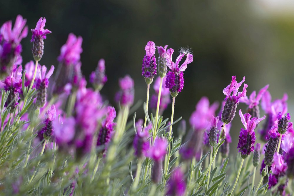 A field of lavender