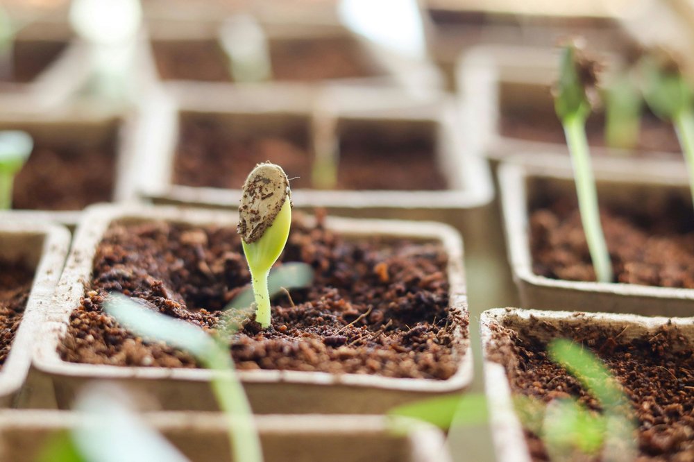 A close up photo of a seed sprouting through the soil