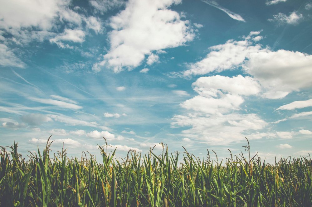 Fields under white fluffy clouds