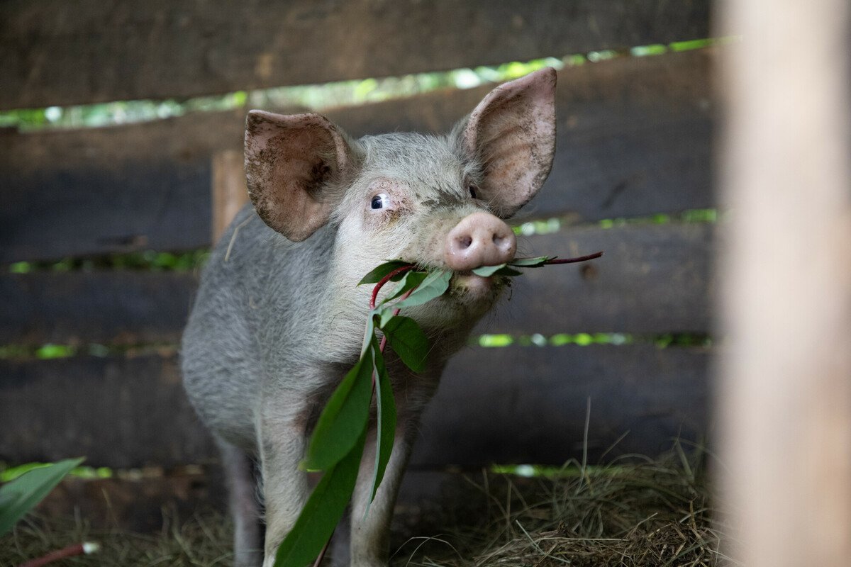 A pig chewing leaves in the DRC