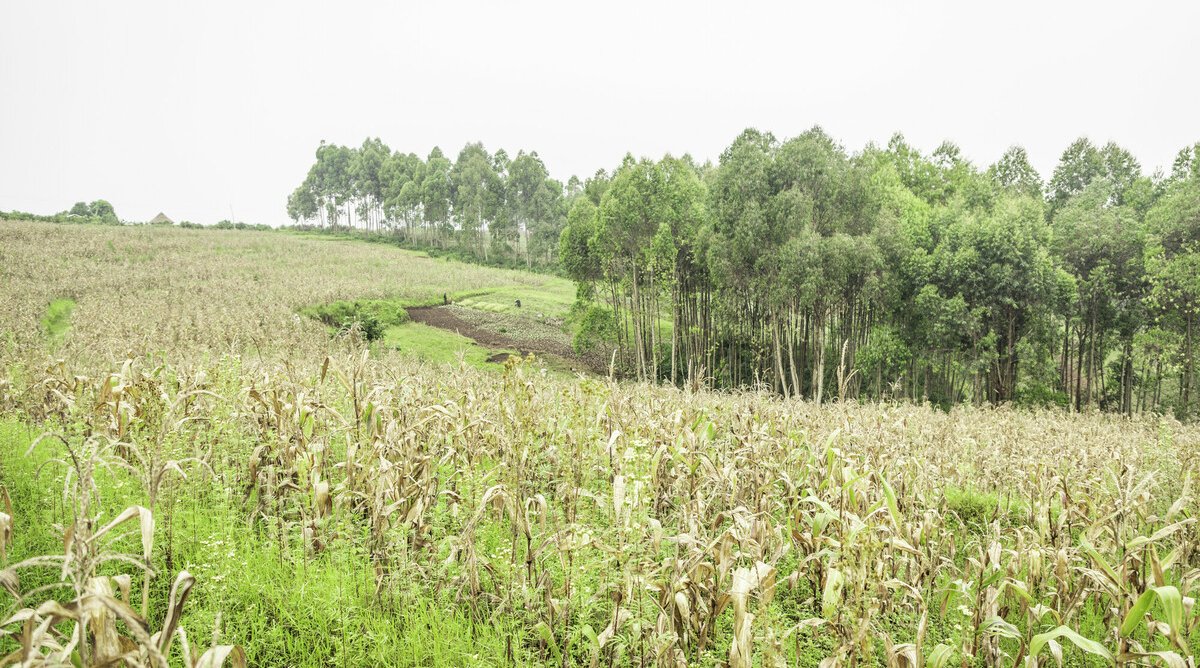 Corn crops grow in a field in the DRC