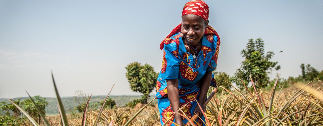 Theresie Nyirantozi tends to her Organic Pineapple farm in Kirehe District, Eastern Rwanda.
