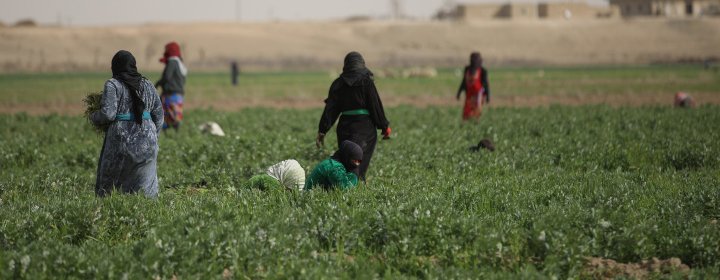 Women farmworkers tending a field in a village in Deir Ez-Zor, Syria