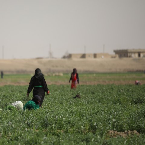 Women farmworkers tending a field in a village in Deir Ez-Zor, Syria
