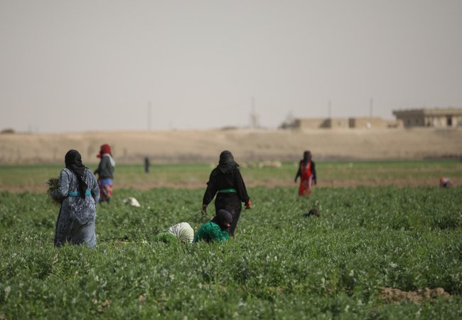 Women farmworkers tending a field in a village in Deir Ez-Zor, Syria