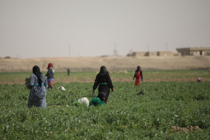 Women farmworkers tending a field in a village in Deir Ez-Zor, Syria