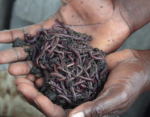 Tiger worms are used to breakdown the waste in the latrine