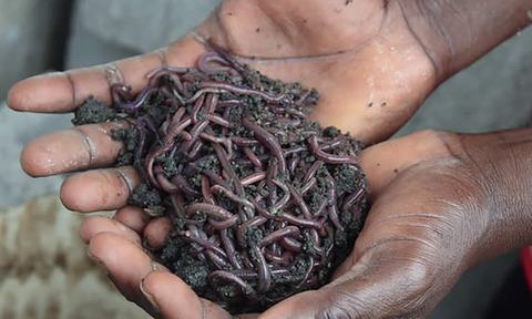 Tiger worms are used to breakdown the waste in the latrine